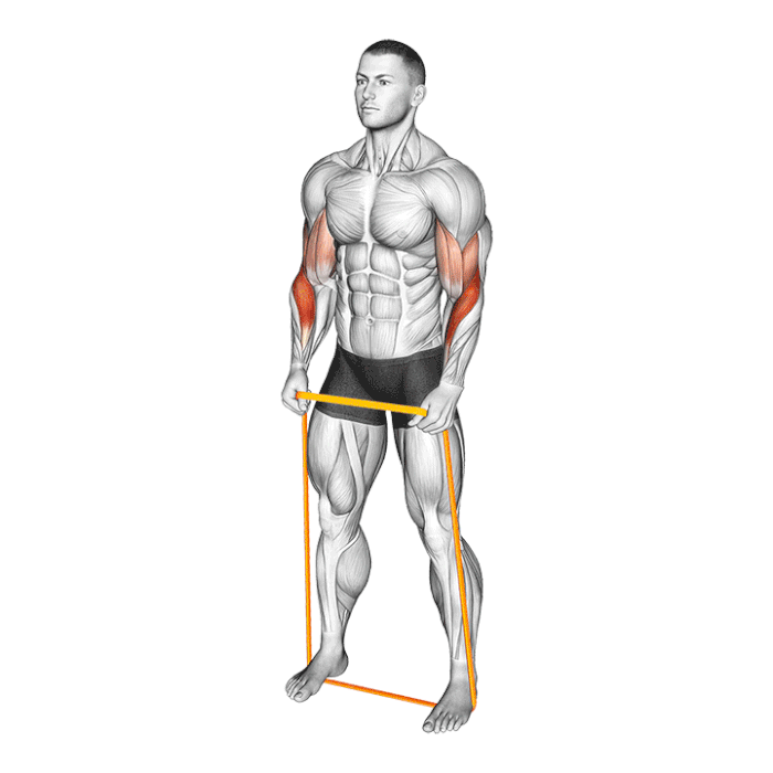 Curls biceps bandes de résistance - FlexBand Pro