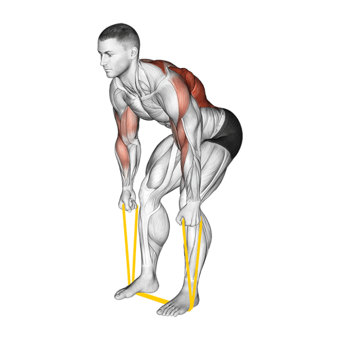 Rowing dos bandes de résistance - FlexBand Pro